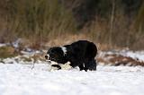 BORDER COLLIE 1142